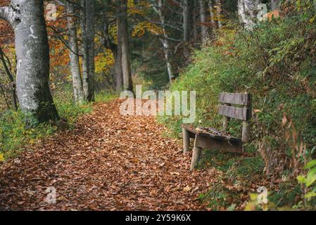 Herbstszene mit einer Gasse durch einen Wald, bedeckt mit gefallenen bunten Blättern und einer verwitterten Holzbank, in Füssen, Bayern, Deutschland, Europ Stockfoto