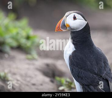 Puffin am Boden auf Inner Farne Island auf den Farne Islands, Northumberland, England, Großbritannien, Europa Stockfoto