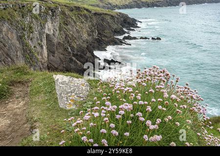 Die Küstenklippen vom Coumeenoole Beach an der Südküste von Dunmore Head auf der Dingle Peninsular im County Kerry, Irland, Europa Stockfoto