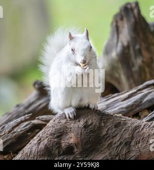 Albino Grey Eichhörnchen Stockfoto