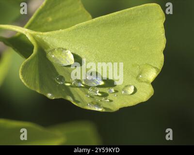 Ginkgoblatt mit Wassertröpfchen Stockfoto