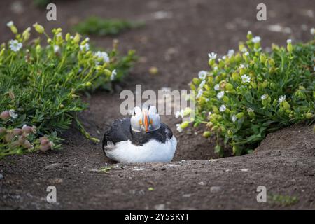 Puffin am Boden auf Inner Farne Island auf den Farne Islands, Northumberland, England, Großbritannien, Europa Stockfoto