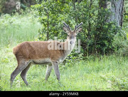 Rotwild, Woodland, Glenveagh-Nationalpark, Donegal, Irland, Europa Stockfoto