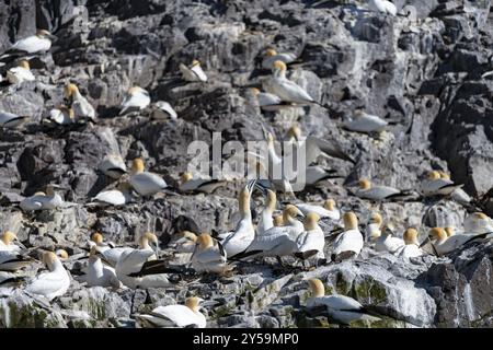 Tölpel Nisting, Bass Rock, Schottland, Großbritannien, Europa Stockfoto