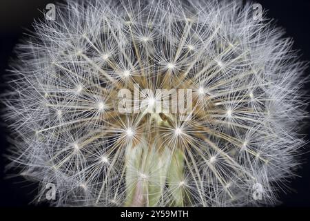 Der sogenannte Löwenzahn ist der Blütenstand des Löwenzahn Stockfoto