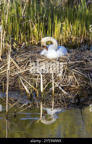 Wildvögel in Deutschland Schwan Stockfoto