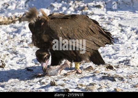 Ein schwarzer Geier ernährt sich von einem Knochen in den verschneiten spanischen Pyrenäen Stockfoto