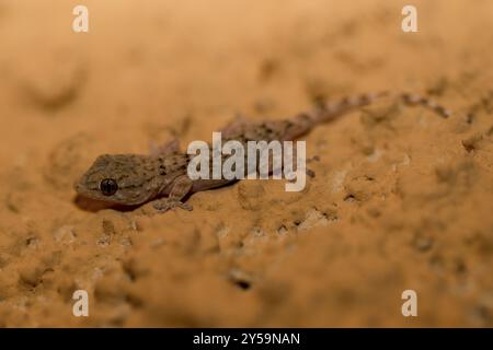 Ein 3 cm langes Jungtier des Wandgeckos in der Nacht an der Wand in Seitenansicht Stockfoto