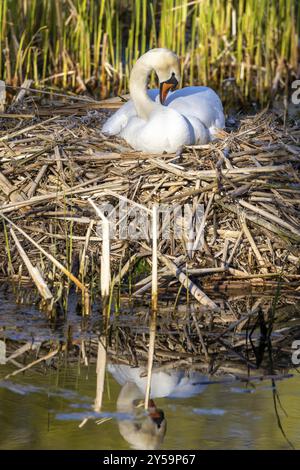 Wildvögel in Deutschland Schwan Stockfoto