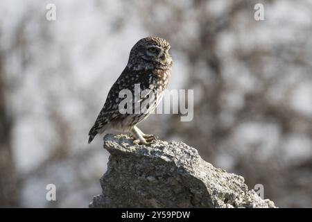 Kleine Eule, die auf einer Klippe sitzt Stockfoto