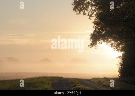 Herrlicher Sonnenaufgang über einer nebeligen Wiese und einem Wanderweg, der in Richtung Nebel führt, am Rande eines Waldes, an einem sonnigen Herbsttag in Deutschland Stockfoto