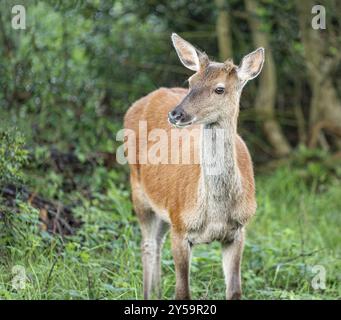 Rotwild, Woodland, Glenveagh-Nationalpark, Donegal, Irland, Europa Stockfoto