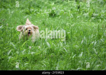 Entzückender kleiner Bichon Havanese Hund, der fröhlich durch Gras läuft, das größer ist als er selbst, in Richtung Kamera, an einem sonnigen Sommertag Stockfoto