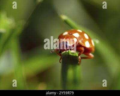 Creme-Spot ladybird Stockfoto