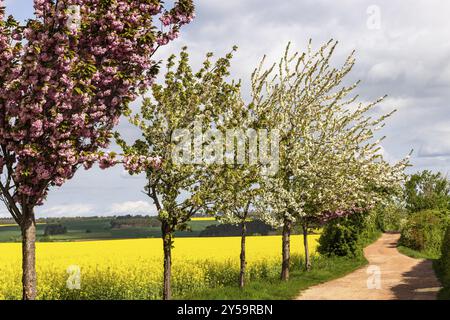 Frühling blühende Landschaften blühende Baumallee Stockfoto