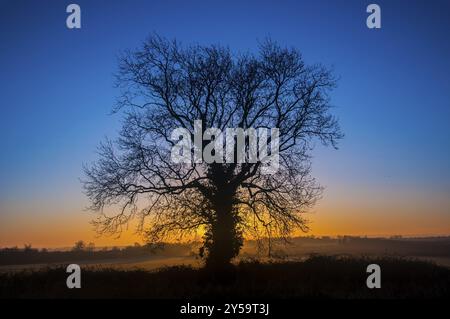 Winter-Sonnenaufgang hinter einer Esche Stockfoto