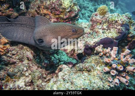 Der Riesige Moray Ael, Malediven, Asien Stockfoto