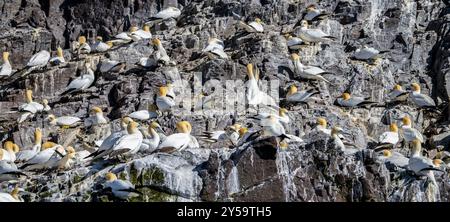 Tölpel Nisting, Bass Rock, Schottland, Großbritannien, Europa Stockfoto