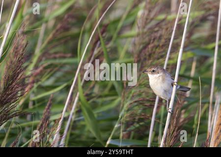 Whitethroat (Sylvia communis) sitzt im Schilf auf Juist, Ostfriesischen Inseln, Deutschland, Europa Stockfoto