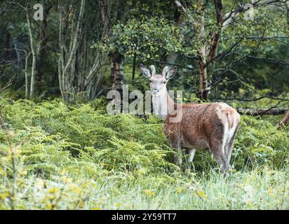 Rotwild, Woodland, Glenveagh-Nationalpark, Donegal, Irland, Europa Stockfoto