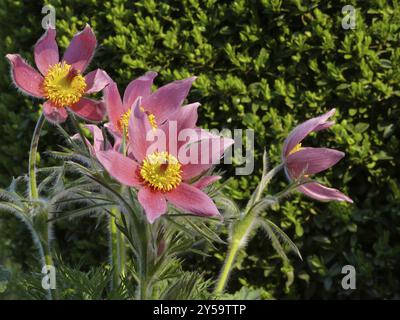 Cowslip, Pasque Blume Stockfoto