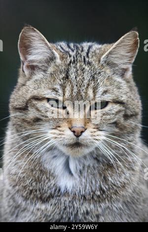 Kopf und Brust einer sitzenden Wildkatze Stockfoto