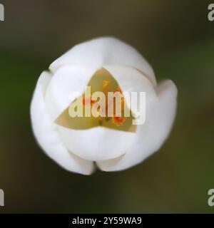 Blühendes weißes Crocus (lat. Crocus) im Frühling Stockfoto