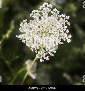 Gemeinsamen Schafgarbe (lat. Achillea Millefolium) mit grünem Hintergrund Stockfoto