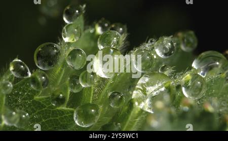 Alchemilla Mollis Stockfoto