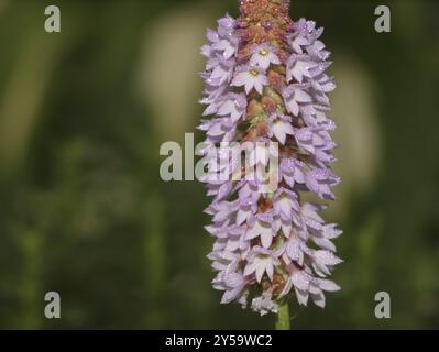 Orchideenkerze Stockfoto