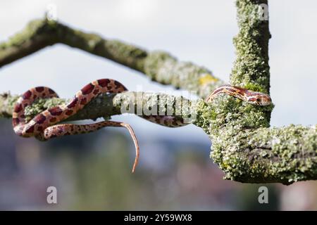 Maisschlange auf einem Ast in der Seitenansicht Stockfoto