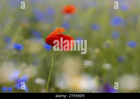 Blühende Wiesen und Felder mit Mohn und Kornblumen Stockfoto