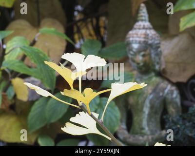 Ginkgo biloba im Herbst mit Buddha Stockfoto