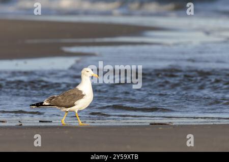 Heringsmöwe (Larus fuscus) am Strand von Juist, Ostfriesische Inseln, Deutschland, Europa Stockfoto