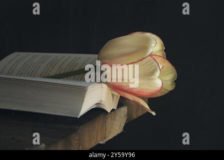 Schöne blühende Tulpe, auf einem offenen Buch, an der Ecke eines alten Holztisches, auf schwarzem Hintergrund Stockfoto