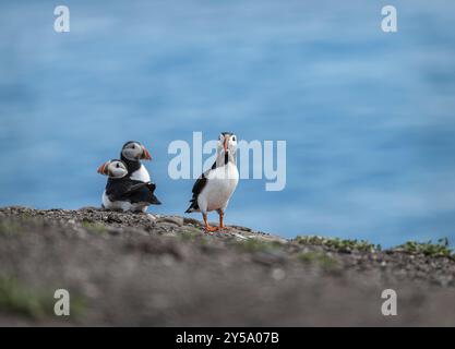 Puffin mit Fischen auf der Inner Farne Island auf den Farne Islands, Northumberland, England, Vereinigtes Königreich, Europa Stockfoto