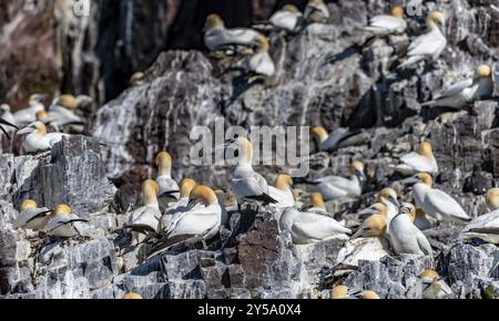 Tölpel Nisting, Bass Rock, Schottland, Großbritannien, Europa Stockfoto