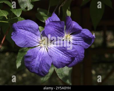 Clematis viticella Jenny Stockfoto