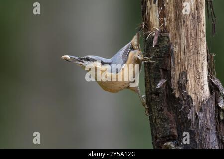 Nuthatch auf einem Baumstamm, Sussex, England, Großbritannien, Europa Stockfoto