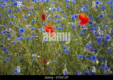 Blühende Wiesen und Felder mit Mohn und Kornblumen Stockfoto