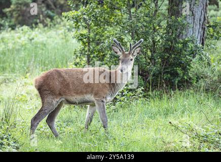 Rotwild, Woodland, Glenveagh-Nationalpark, Donegal, Irland, Europa Stockfoto