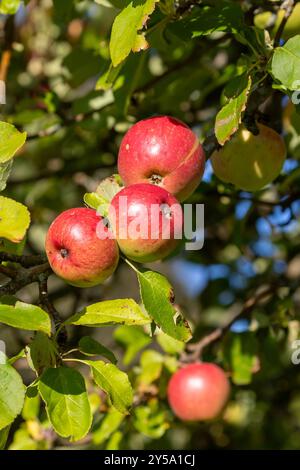 Rote Äpfel, die bei Sonnenschein wachsen Stockfoto