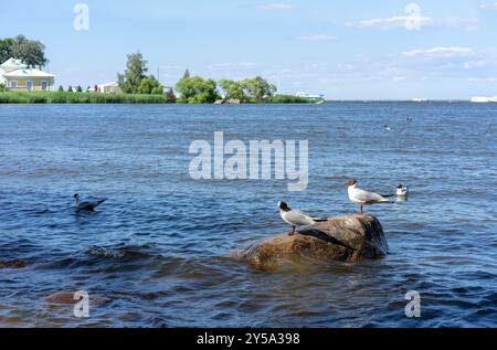 Zwei Möwen sitzen auf einem großen Felsen und sonnen sich in der Sonne inmitten einer Meeresbucht. Stockfoto