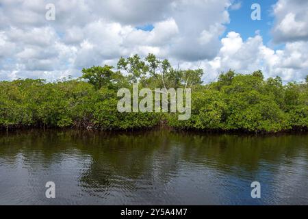 Die Mangroven von Fullerton Island in Jupiter, Florida, USA Stockfoto
