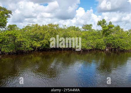 Die Mangroven von Fullerton Island in Jupiter, Florida, USA Stockfoto