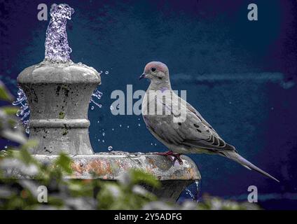 Placentia, Kalifornien, USA. September 2024. Eine Trauertaube, die aus einem Brunnen zu trinken ist, wird während einer Nahaufnahme eines Wohngartens in Placentia, Kalifornien, gefunden (Credit Image: © Bruce Chambers/ZUMA Press Wire). Nicht für kommerzielle ZWECKE! Stockfoto