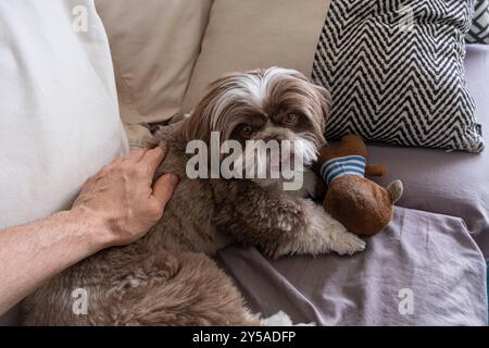 Shih Tzu Hund, liegt auf dem Sofa, neben seinem Kuscheltier 2. Stockfoto