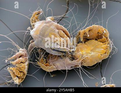 Staubmilben. Farbige Rasterelektronenmikrographie (REM) von Hausstaubmilben (Dermatophagoides pteronyssinus). Millionen von Hausstaubmilben leben im Haus und ernähren sich von Hautzellen. Sie leben hauptsächlich in Möbeln und sind in der Regel harmlos. Ihre Exkremente und toten Körper können jedoch bei empfindlichen Personen allergische Reaktionen auslösen. Der Lebenszyklus der Hausstaubmilben vom Ei bis zum Erwachsenen dauert etwa einen Monat, reife weibliche Milben können ab 1-2 Eier pro Tag legen. Erwachsene Milben können bis zu zwei Monate leben. Vergrößerung: x60 bei Druck in 10 Zentimetern Breite. Stockfoto