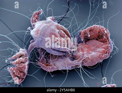 Staubmilben. Farbige Rasterelektronenmikrographie (REM) von Hausstaubmilben (Dermatophagoides pteronyssinus). Millionen von Hausstaubmilben leben im Haus und ernähren sich von Hautzellen. Sie leben hauptsächlich in Möbeln und sind in der Regel harmlos. Ihre Exkremente und toten Körper können jedoch bei empfindlichen Personen allergische Reaktionen auslösen. Der Lebenszyklus der Hausstaubmilben vom Ei bis zum Erwachsenen dauert etwa einen Monat, reife weibliche Milben können ab 1-2 Eier pro Tag legen. Erwachsene Milben können bis zu zwei Monate leben. Vergrößerung: x60 bei Druck in 10 Zentimetern Breite. Stockfoto