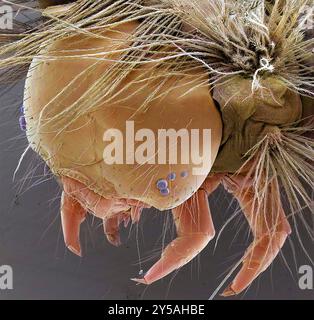 Vapourer Moth caterpillar (Orgyia antiqua), farbige Rasterelektronenmikrographie (REM). Diese caterpillar erscheint zwischen April und Mai. Es ist hell gefärbt, mit Gamben, roten und gelben Markierungen und Haarbüscheln. Die Larven ernähren sich von Laubbäumen. Vergrößerung: 30 x bei Druck mit einem Durchmesser von 10 Zentimetern. Stockfoto